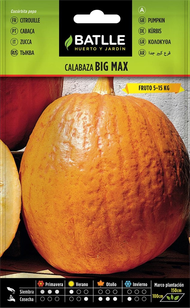 Foto 1 Calabaza Big Max Batlle